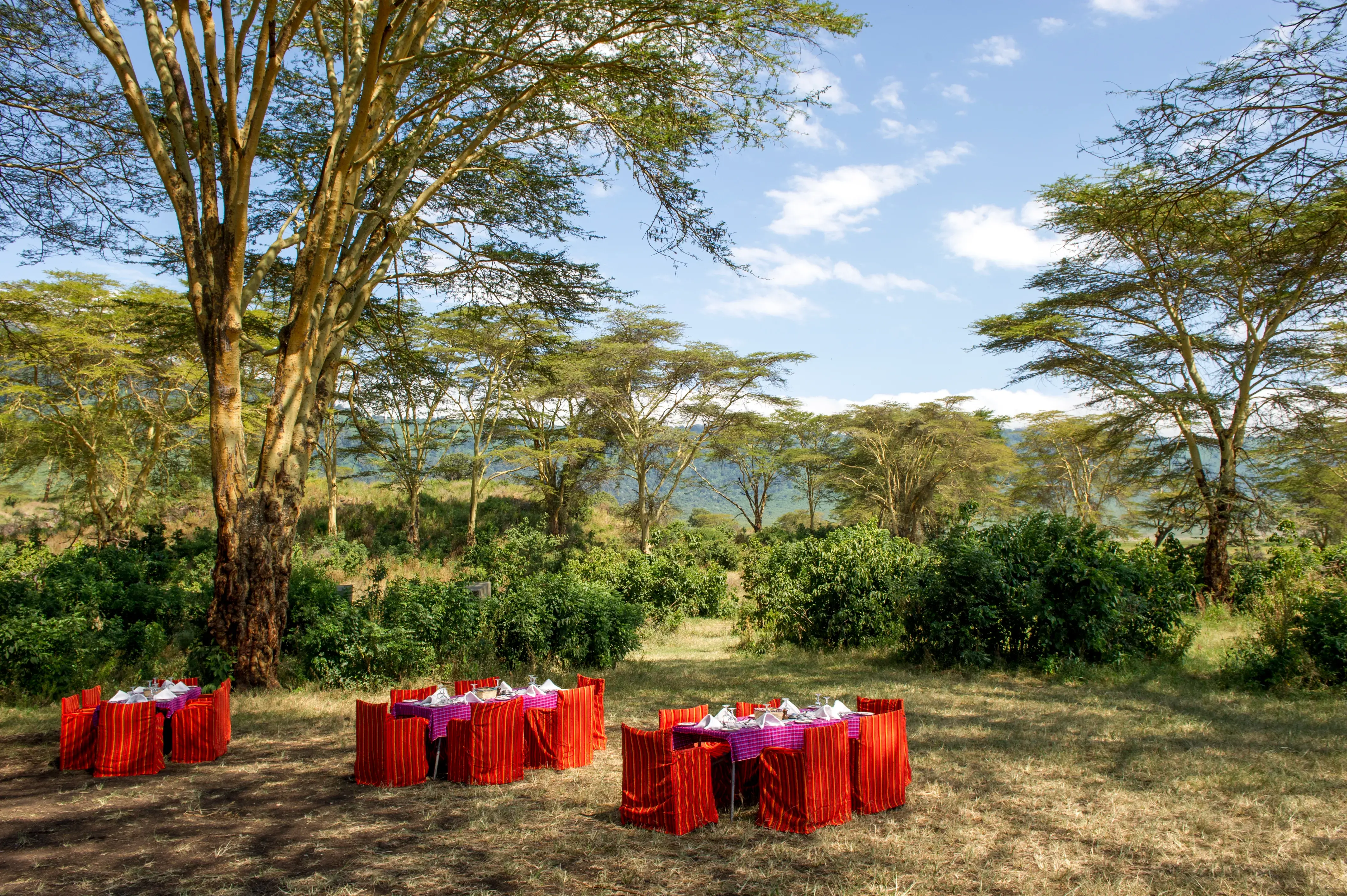 Cena romantica nel Bush