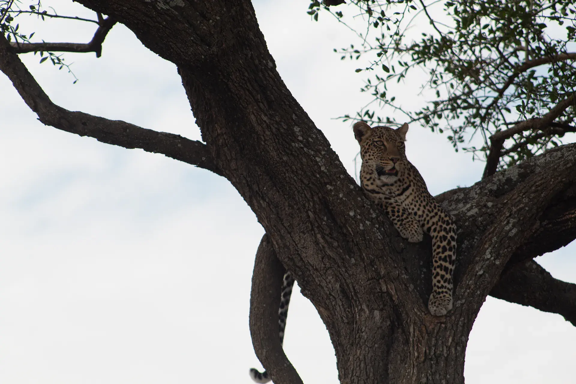 Haven Trails Adventures