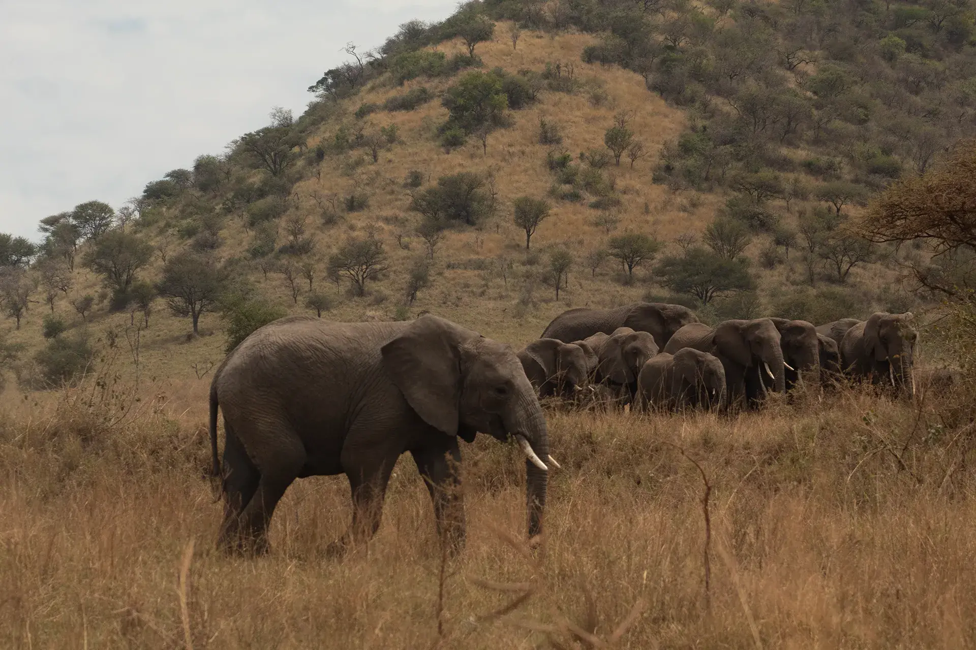 Serengeti Safari Honeymoon